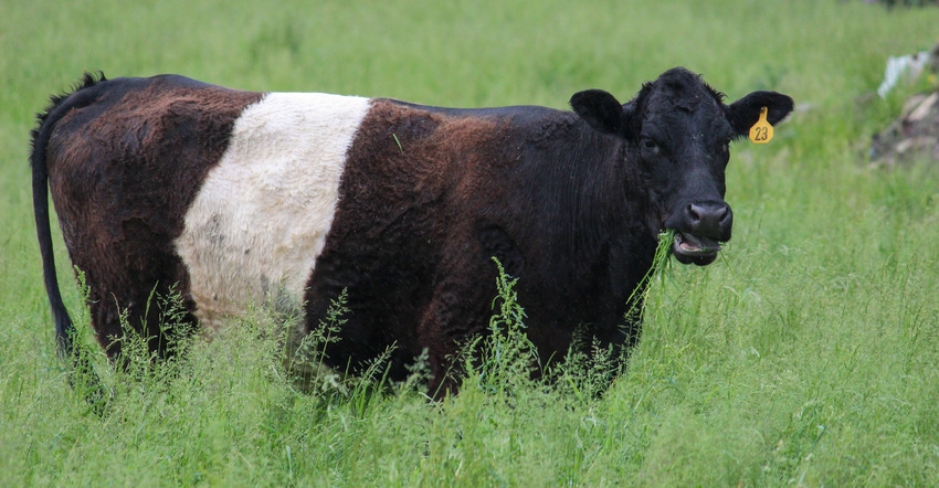 Cow grazing in pasture