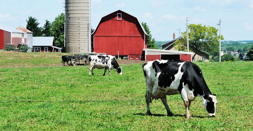 Cows graze in pasture with red barn and silo in distance