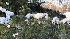 Snow covering pine needles on a tre