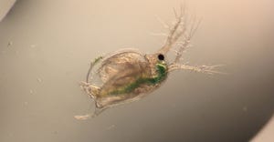 water flea – Ceridaphnia dubia closeup