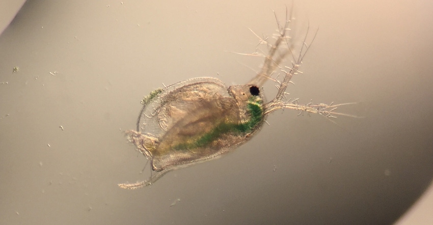 water flea – Ceridaphnia dubia closeup water flea – Ceridaphnia dubia closeup