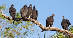 Black-vultures-clark42-sized.jpg