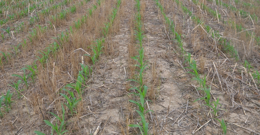 young, no-till corn