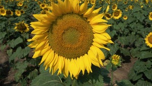 close-up of sunflower
