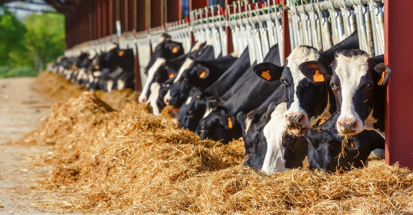Dairy cows at feeder Dairy cows at feeder