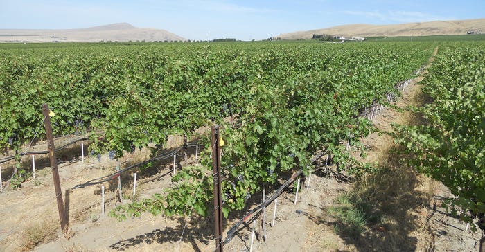 Overview of 1.2 acre study plot in Cabernet Sauvignon vineyard