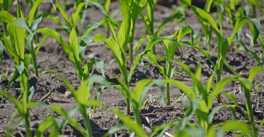young corn plants