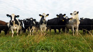 Dairy cattle in pasture