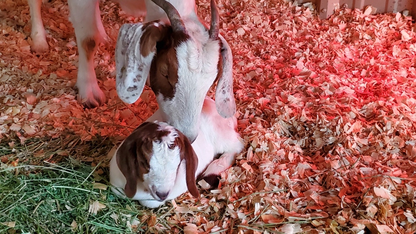 goats-kid-hay goats-kid-hay