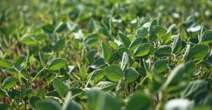 soybean field