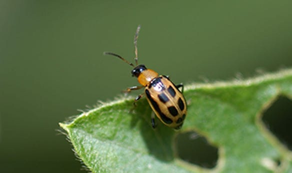 Bean leaf beetles 