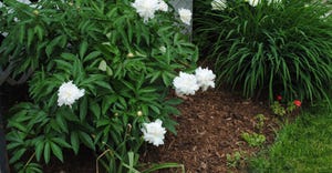 Peonies and daylilies