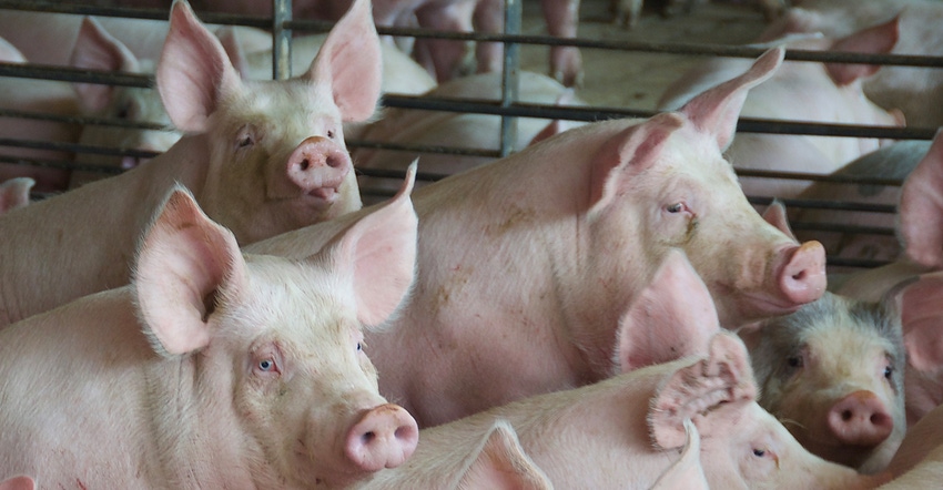 Pigs Pigs