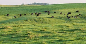 herd of cattle grazing in pasture