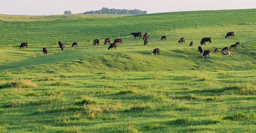 herd of cattle grazing in pasture