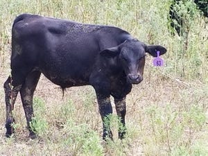 Sick black steer