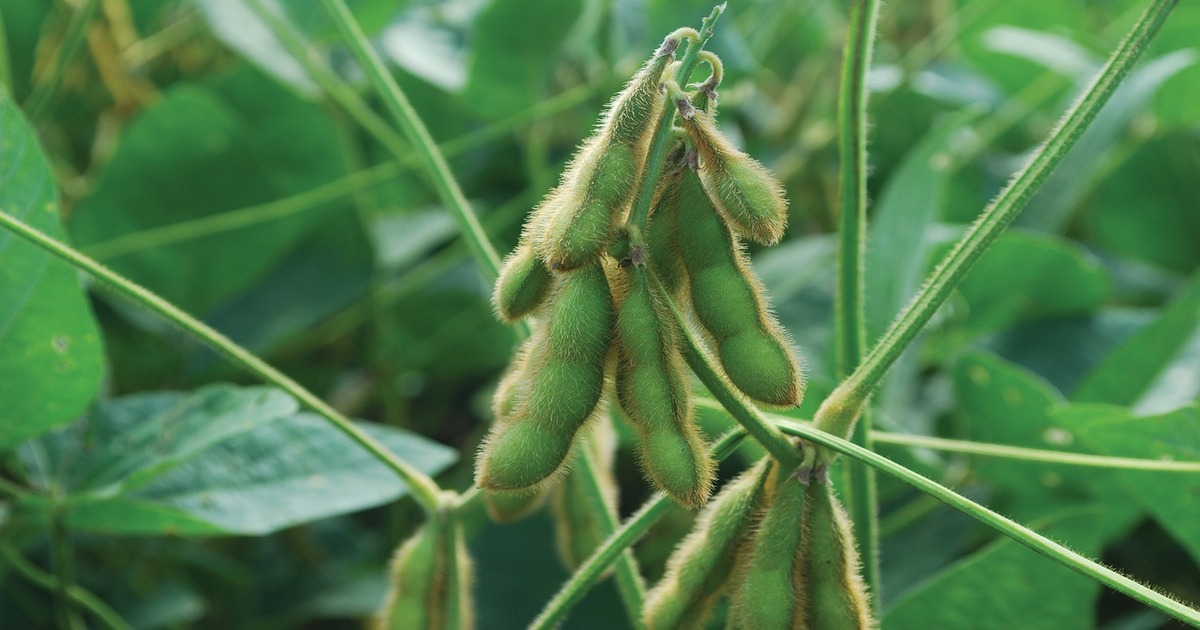 Selecting soybean seed for 2021 planting