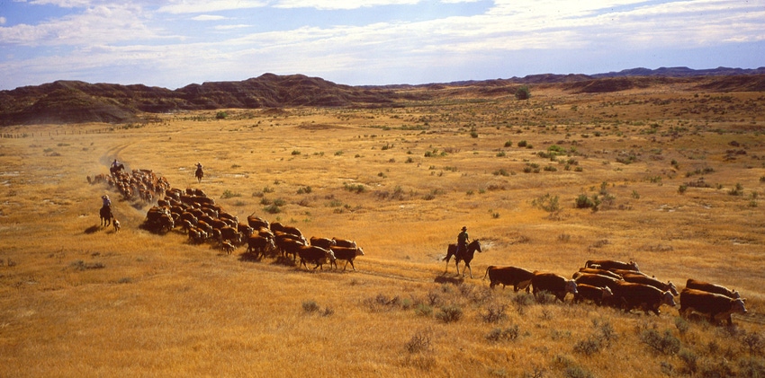 Cattle drive