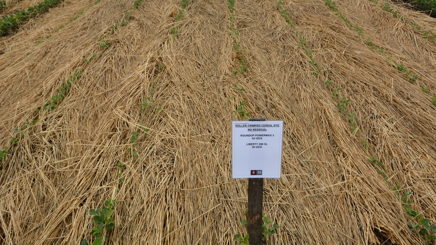 A soybean field with cereal rye cover crop