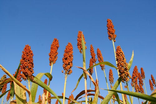 levin_farms_tops_till_non_irrigated_sorghum_yield_contest_1_634598840697500519.jpg