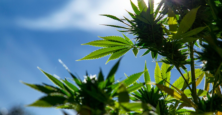 Hemp plants Hemp plants