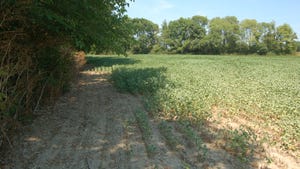 drought-stricken soybean field in Shelby County, Indiana