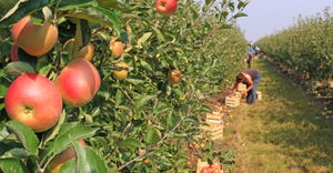 people pick apples from trees in apple orchard