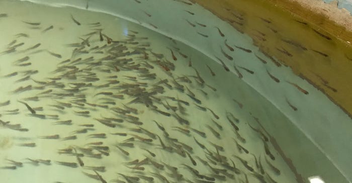 indoor circular fish tank at Neosho National Fish Hatchery