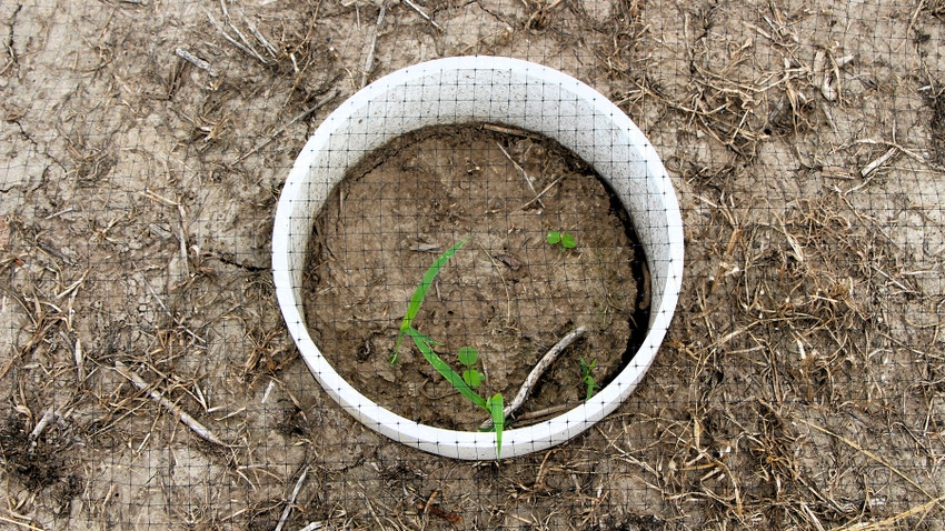  A top view of shattercane emerging from soil