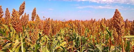 sorghum_commission_producers_association_share_staff_1_635350085595674000.jpg