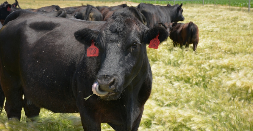 Close up of cow