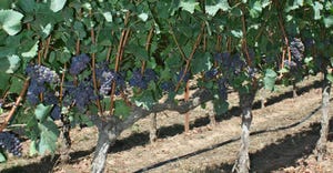 spur-pruned pinot noir vines 