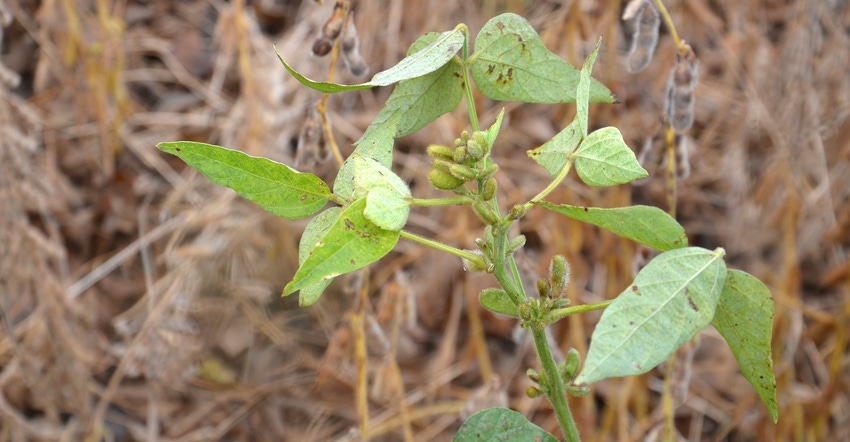 soybean plant with unconfirmed disease