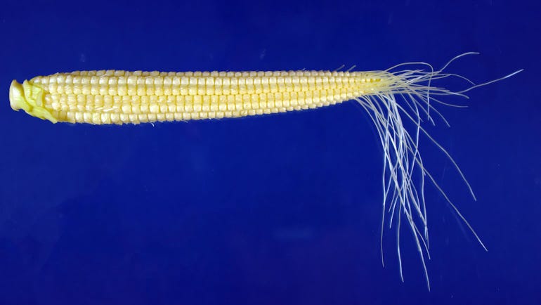 A small corn ear with silks on the tip