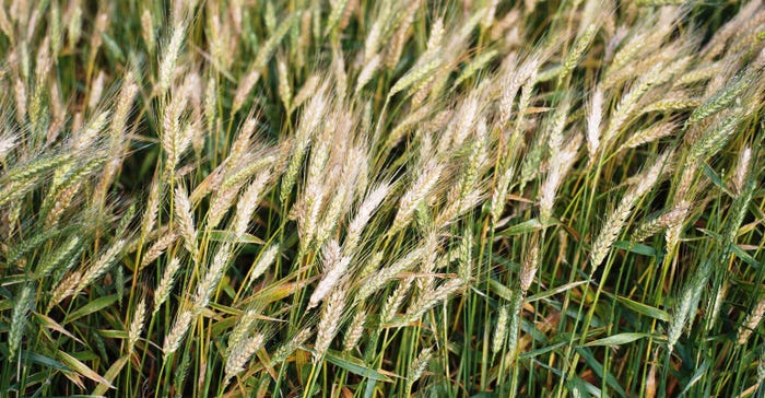 Fusarium disease in wheat