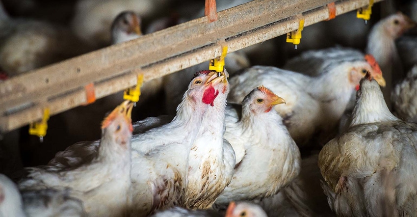 Broiler Chickens drink from water nipples in meat production poultry facility.