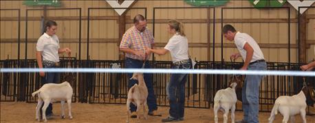 concern_grows_cheating_livestock_shows_throughout_indiana_1_636131795971001608.jpg
