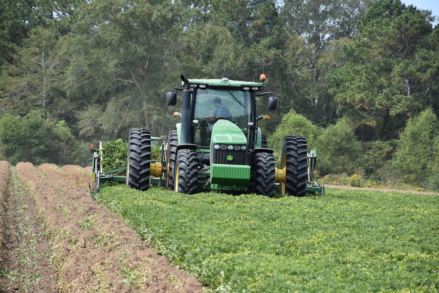 Peanut planting tips for Midsouth farmers
