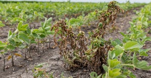waterhemp and weeds wilting and dying in soybean
