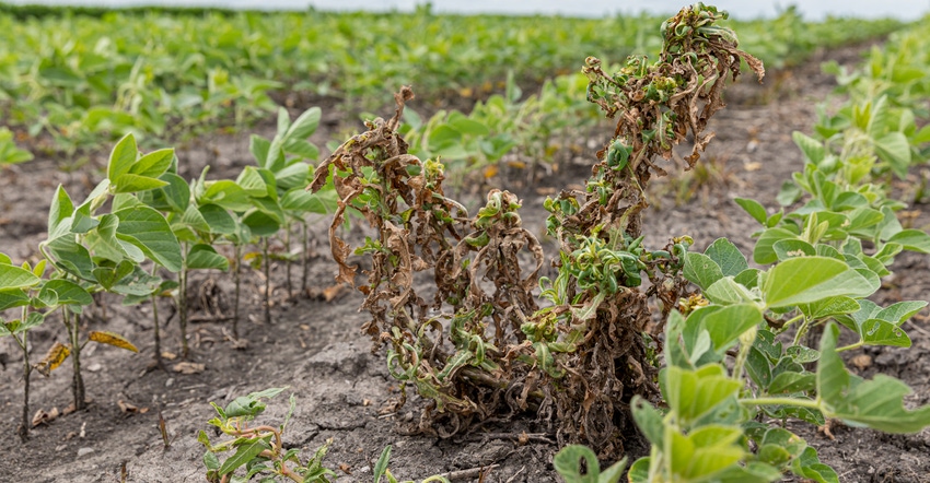 waterhemp and weeds wilting and dying in soybean waterhemp and weeds wilting and dying in soybean