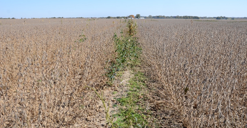 ready-to-harvest soybean field with empty strip down the middle