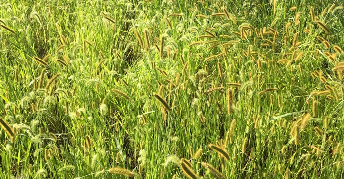 foxtail weed running rampant in crop field