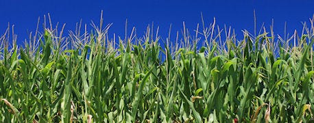 write_down_field_tassels_predict_corn_silage_harvest_date_1_635097468335560922.jpg