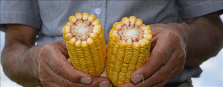 5_reasons_side_side_rows_yield_very_differently_1_636089466051246777.jpg