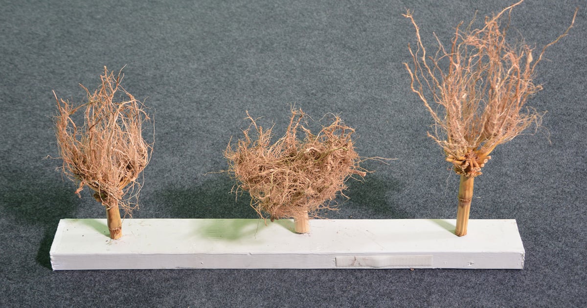Colza Roots Take a closer look at corn roots