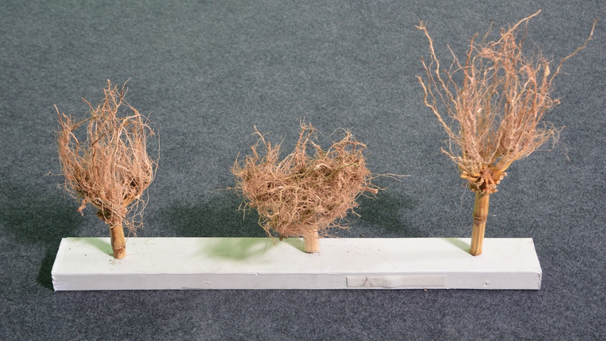 the root masses of 3 cornstalks on display