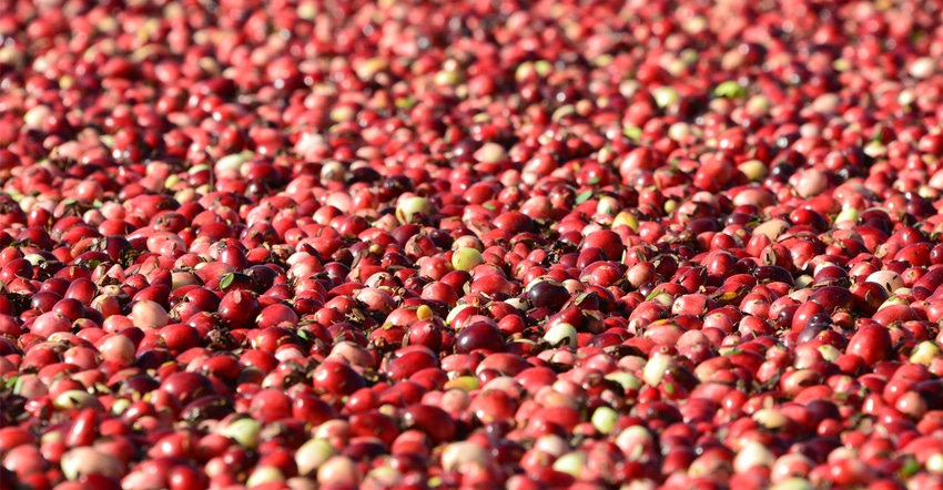 HyRed cranberries 