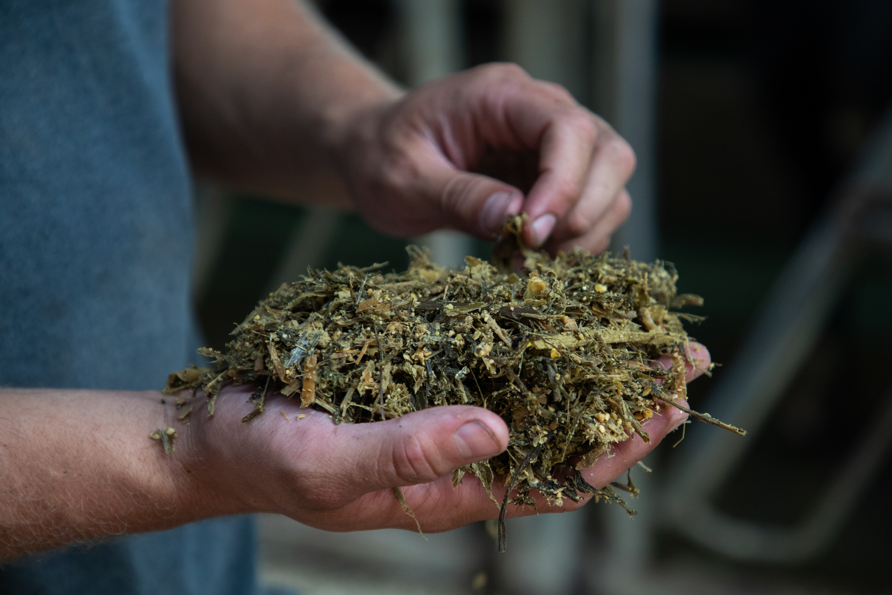 Josh Perkins holds a handful of feed made with roasted soybeans.