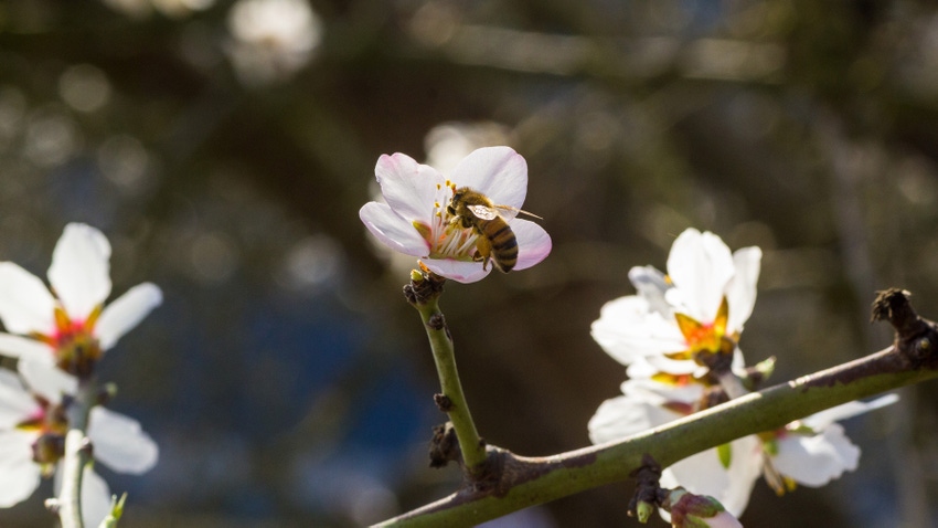Bee pollinating almond flower Bee pollinating almond flower