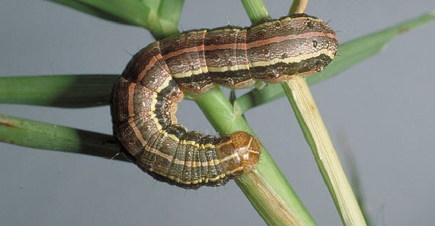 Extension-armyworms-Drees-web.jpg